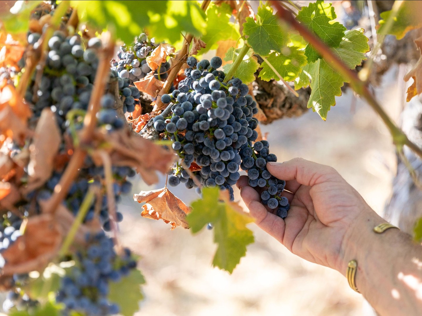 a hand feeling the ripeness of some grapes on a grapevine