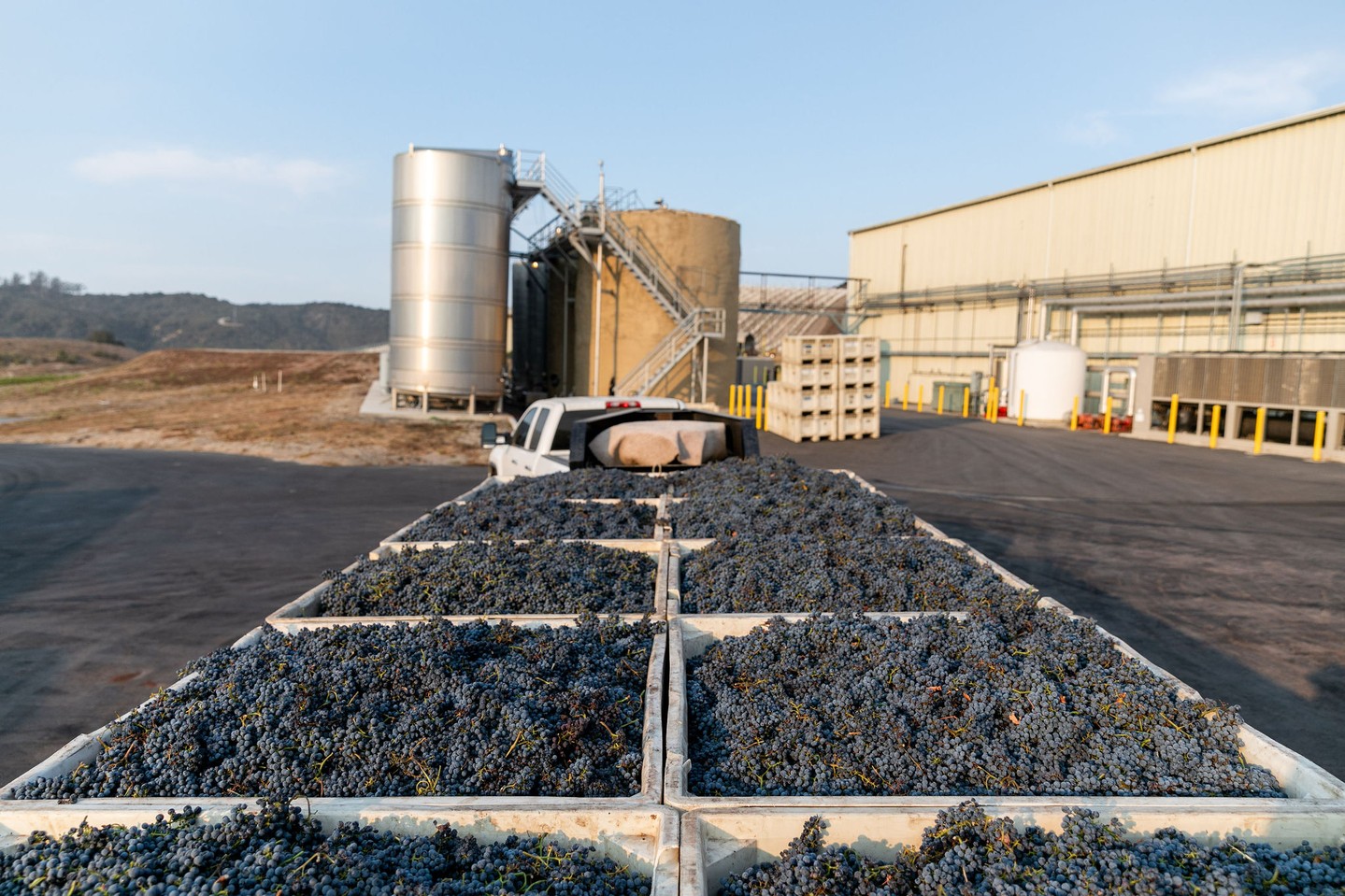 a truck is transporting several bins of freshly picked grapes at a wine processing facility