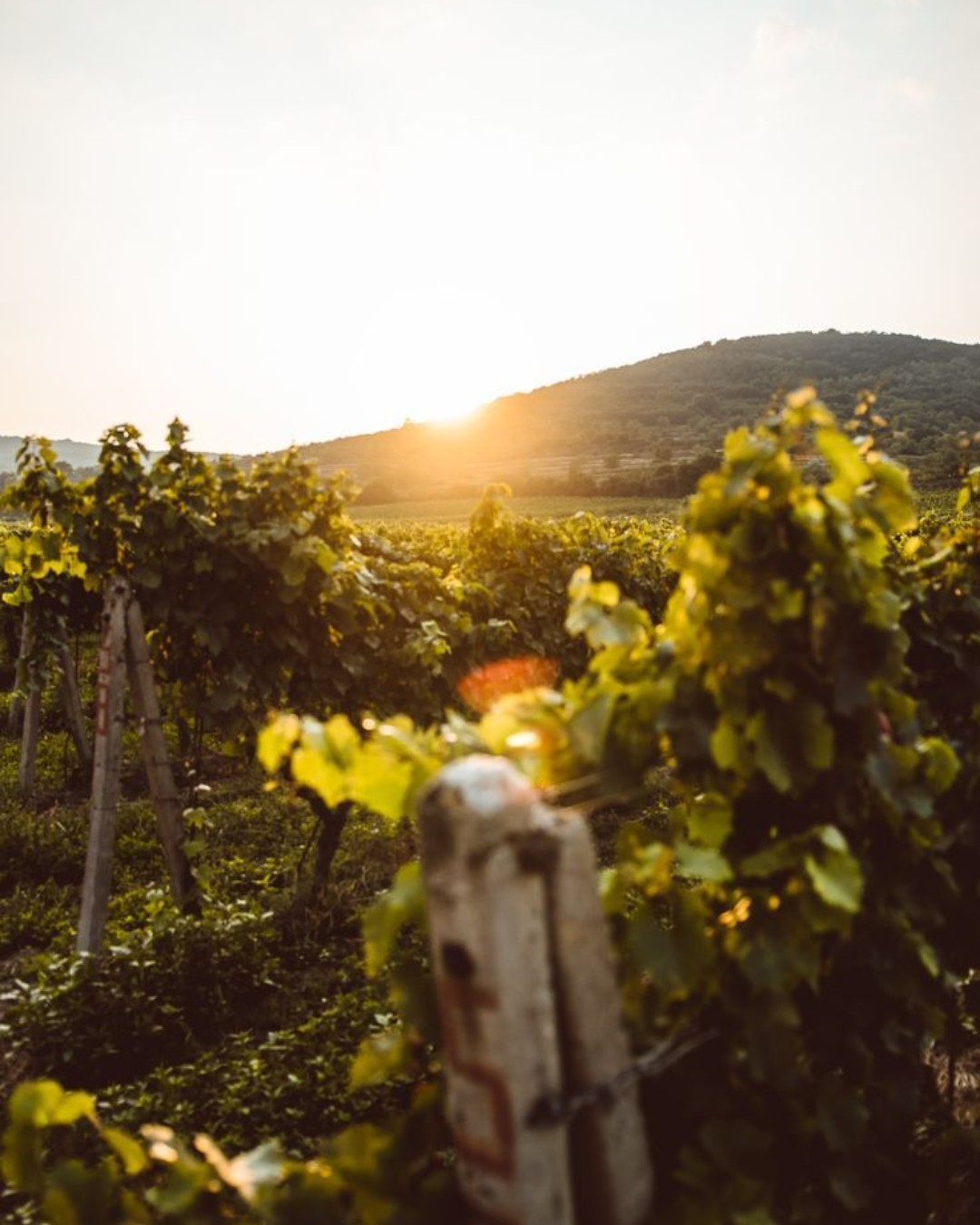 the sun sets over the vast vineyard with a close-up of some vines