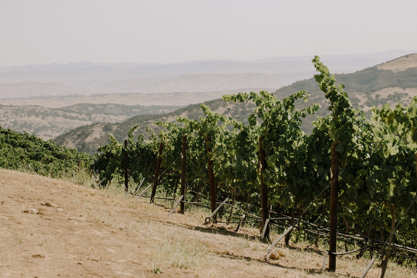a row of vineyard vines on the side of a large hill overlooking napa valley